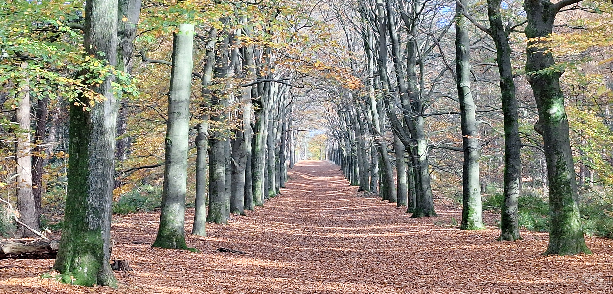 ADHD NLP Coach IJsselstein Utrecht